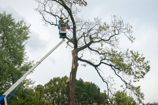 Best Tree Preservation Services  in New Richmond, WI