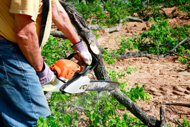 Best Stump Grinding and Removal  in New Richmond, WI